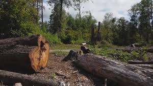 Best Tree Cabling and Bracing  in Biltmore Forest, NC