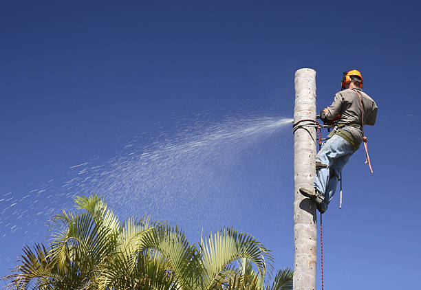 Best Tree Removal  in Biltmore Forest, NC