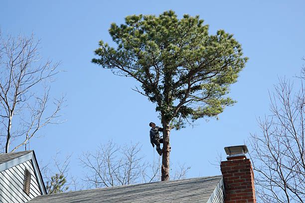 How Our Tree Care Process Works  in  Biltmore Forest, NC