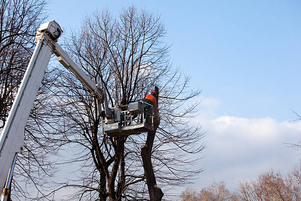 Professional Tree Care in Biltmore Forest, NC