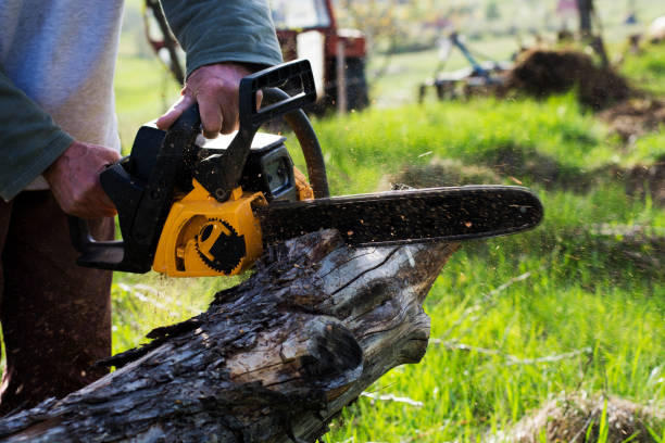 Best Firewood Processing and Delivery  in Biltmore Forest, NC